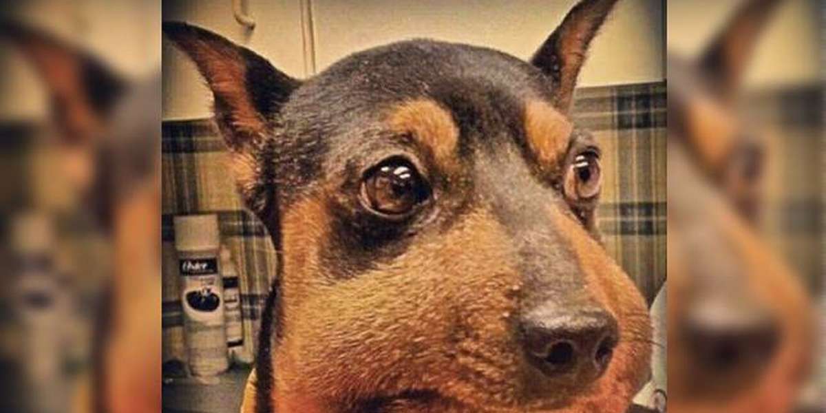 What To Do If A Bee Stings Your Dog Or Cat - The Dodo