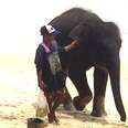 Baby Elephant Is Kidnapped So Tourists Can Take Pictures With Her