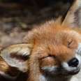 Friendliest Fox In The World Can Never Return To The Wild