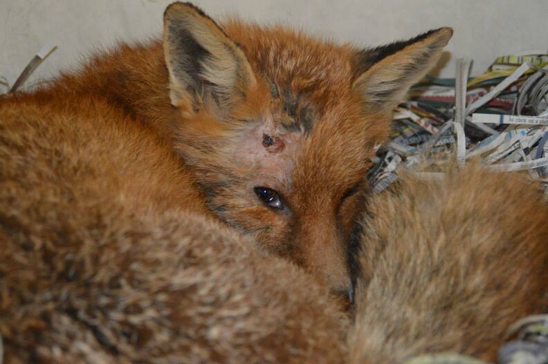 Friendliest Fox In The World Can Never Return To The Wild - The Dodo