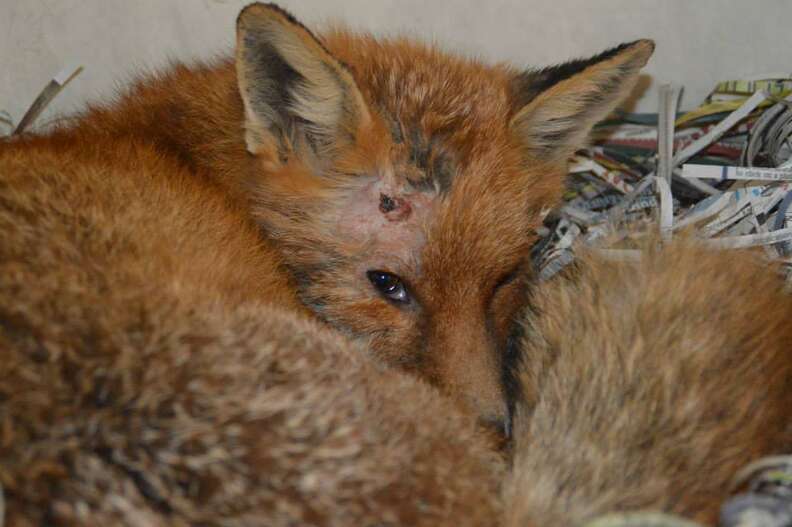 Friendliest Fox In The World Can Never Return To The Wild - The Dodo