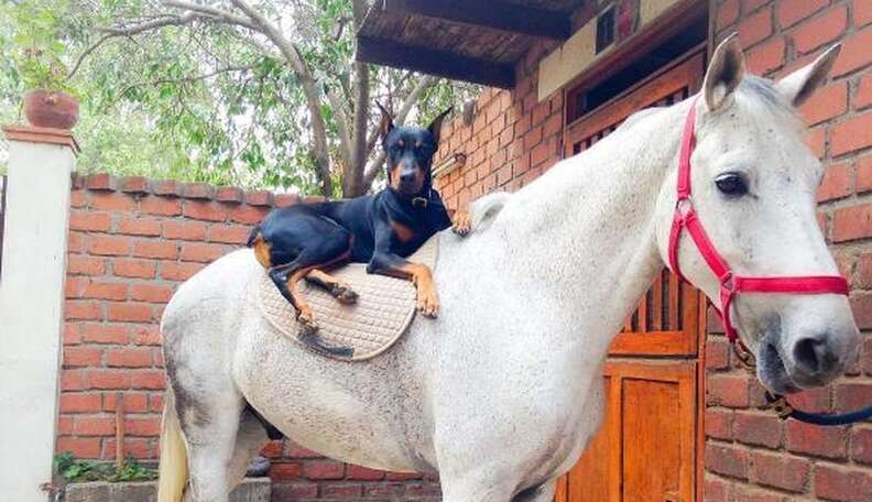 can a horse and a dog mate
