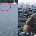 Man Jumps In Ocean To Save Stranger's Drowning Dog