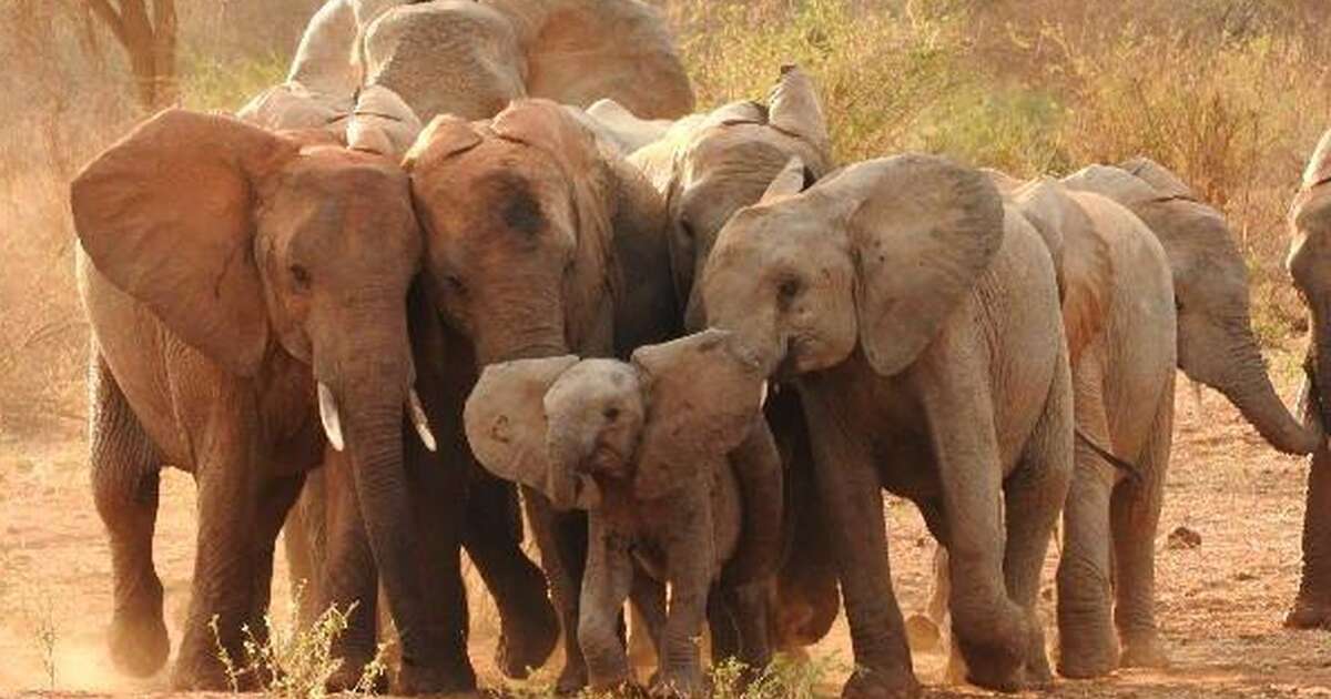 Girl Elephants Stay With Their Families Their Whole Lives - The Dodo