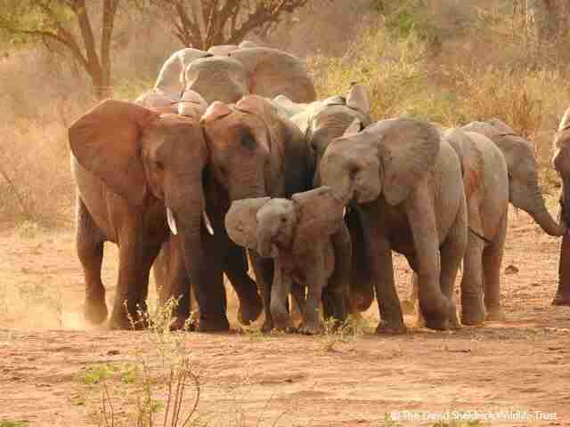 Girl Elephants Stay With Their Families Their Whole Lives - The Dodo