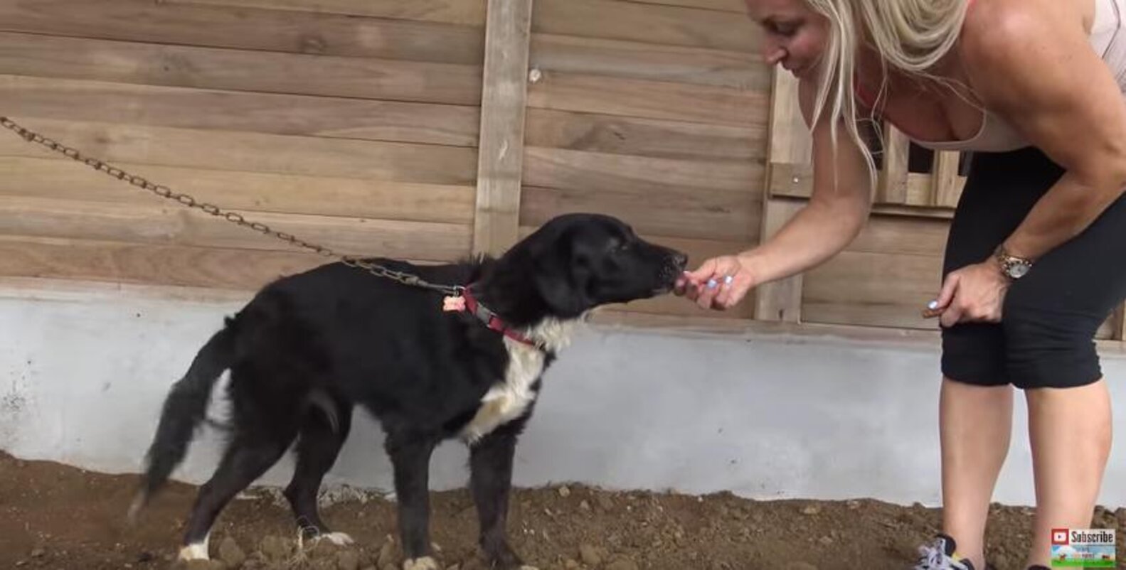 Dog Left Chained To House After Her Family Moves Away - The Dodo