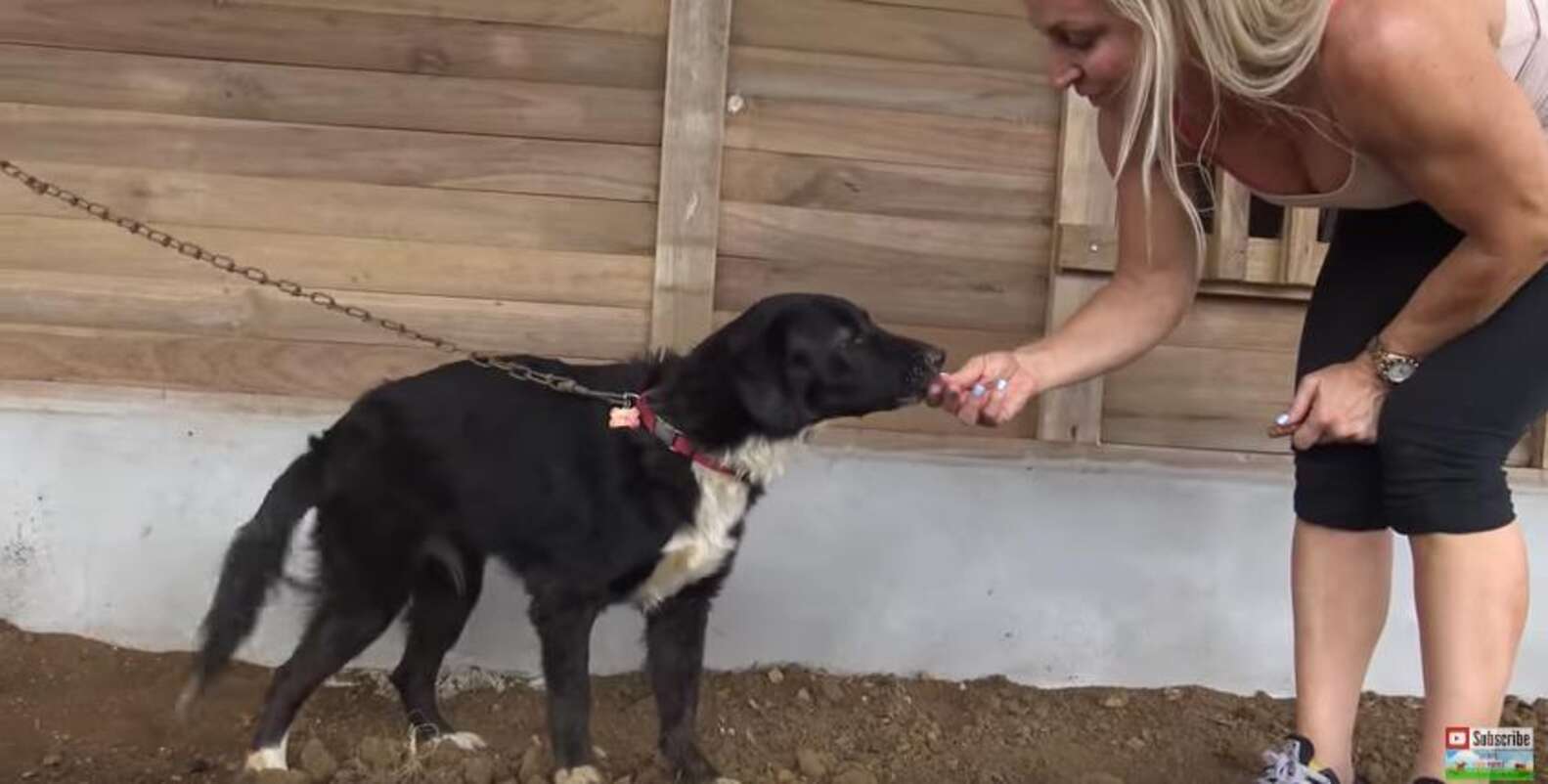Dog Left Chained To House After Her Family Moves Away - The Dodo