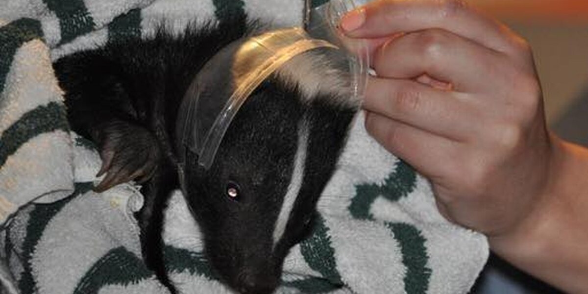 Baby Skunk Saved From Plastic Cup That Almost Killed Him - The Dodo