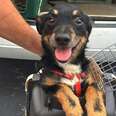 Dog Is So Excited To Fly To His New Home He Can’t Sit Still