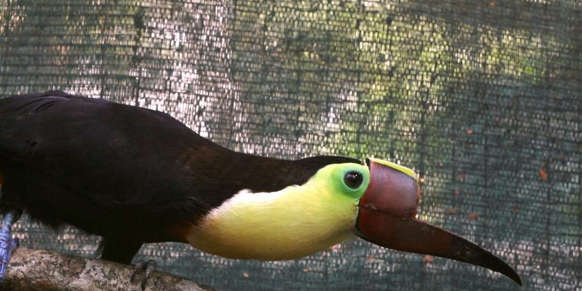Injured Toucan Gets A 3D Beak - The Dodo
