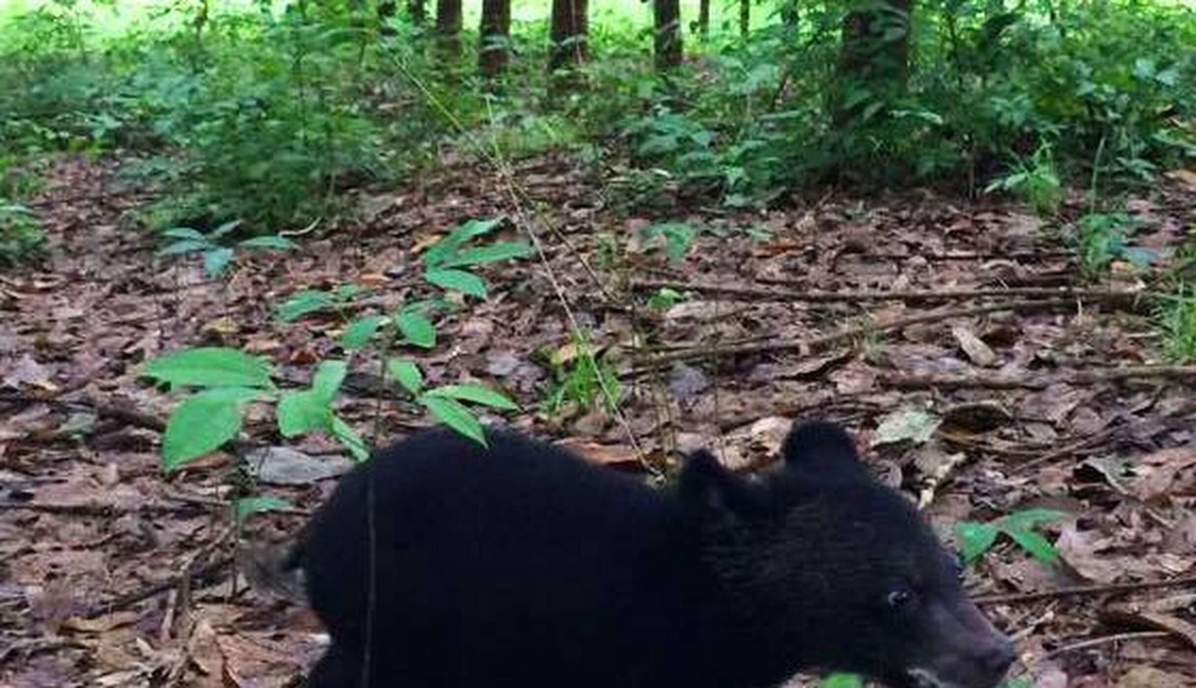 Baby Bear Saved From Hunters Can't Believe Her New Home - The Dodo