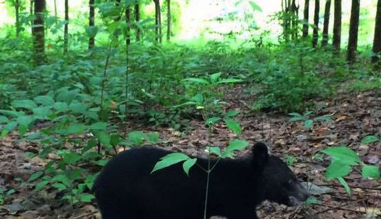 Baby Bear Saved From Hunters Can't Believe Her New Home - The Dodo