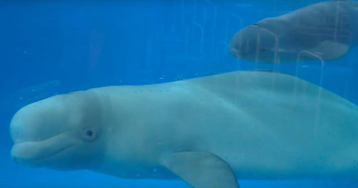 Baby Beluga Dies At SeaWorld After 3 Weeks In A Tank - The Dodo