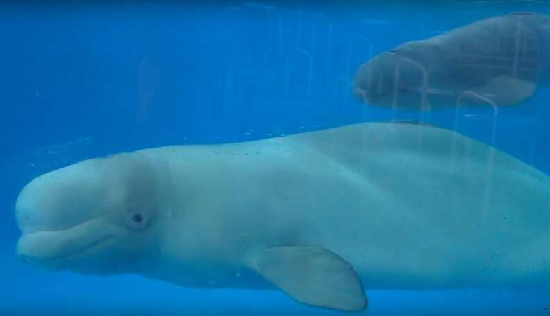 This is beluga. Beluga is a cat. Beluga believes that he can