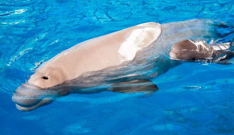 Baby Beluga Dies At SeaWorld After 3 Weeks In A Tank - The Dodo