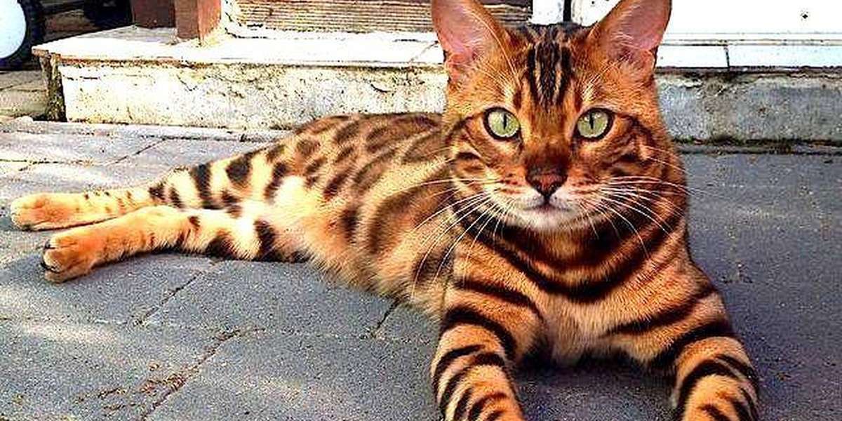 average price for a bengal cat