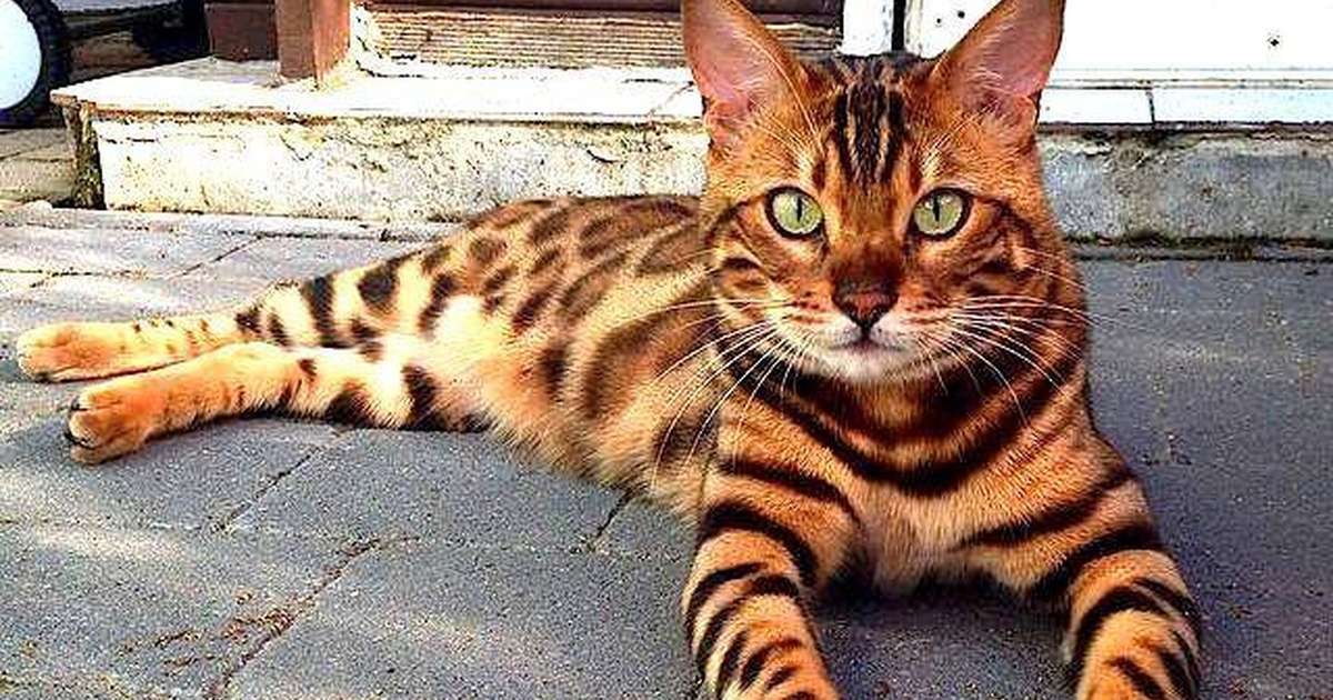 Think Twice Before Buying A Bengal Cat 