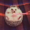 Hungry Hedgehog Munches On Apple