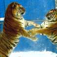 Tiger Rescued From Terrible Home Finds His Soul Mate