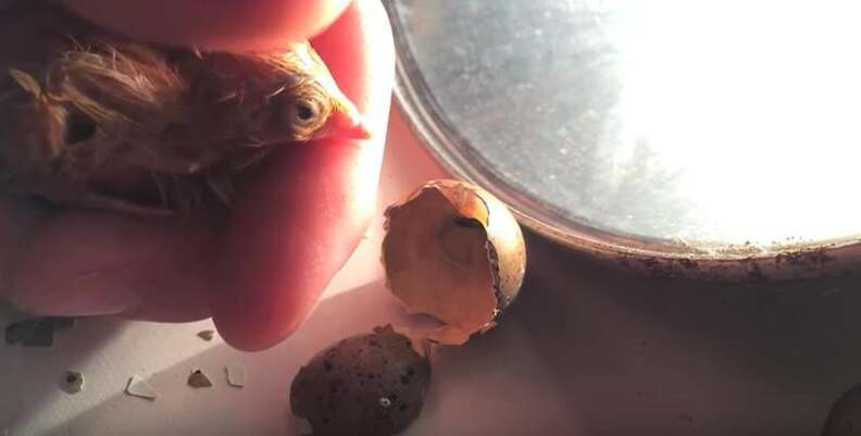 Chick Is Too Weak To Hatch Herself, So She Gets A Little Help - The Dodo