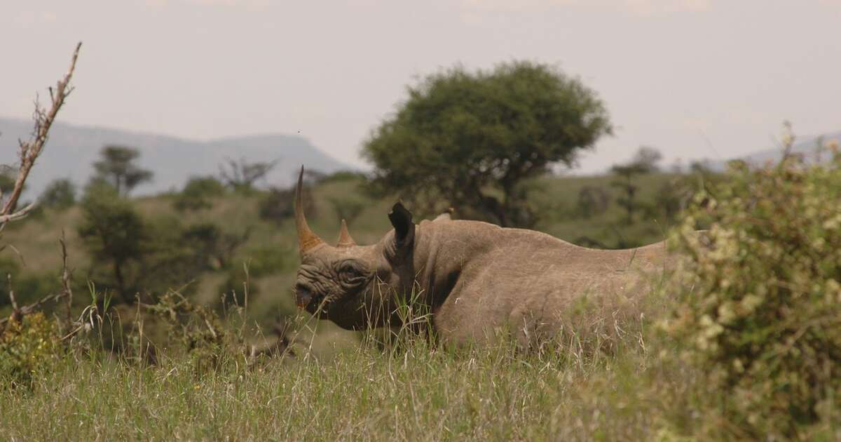 Little Girl Who Wanted A Puppy Gets A Baby Rhino Instead - The Dodo