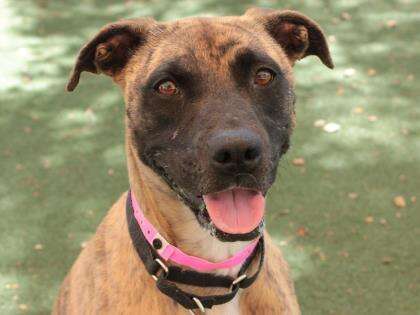 Shelter Worker Vows To Live In Kennel With Dog Until She's Adopted