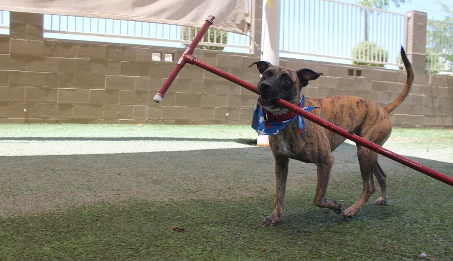 Shelter Worker Vows To Live In Kennel With Dog Until She's Adopted