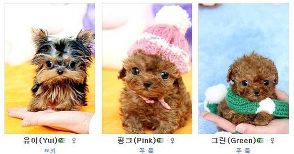 Korean teacup store puppies for sale