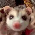 Baby Opossums Who Lost Their Mom Never Leave Each Other's Side
