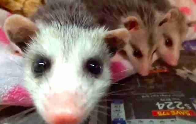 Baby Opossums Who Lost Their Mom Never Leave Each Other's Side - The Dodo