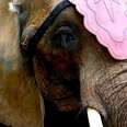 State Tries To Ban Elephant Circuses — All Because Of Her