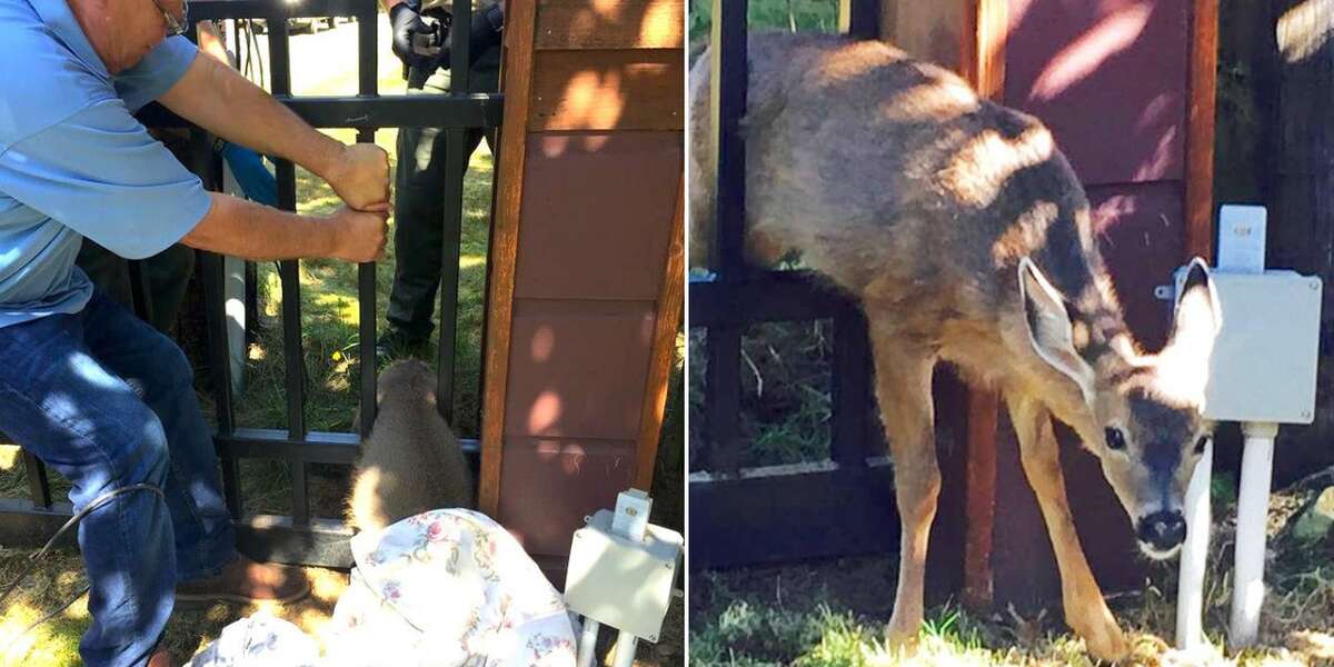 People Rip Apart Their Fence To Save Baby Deer Who Got Stuck - The Dodo