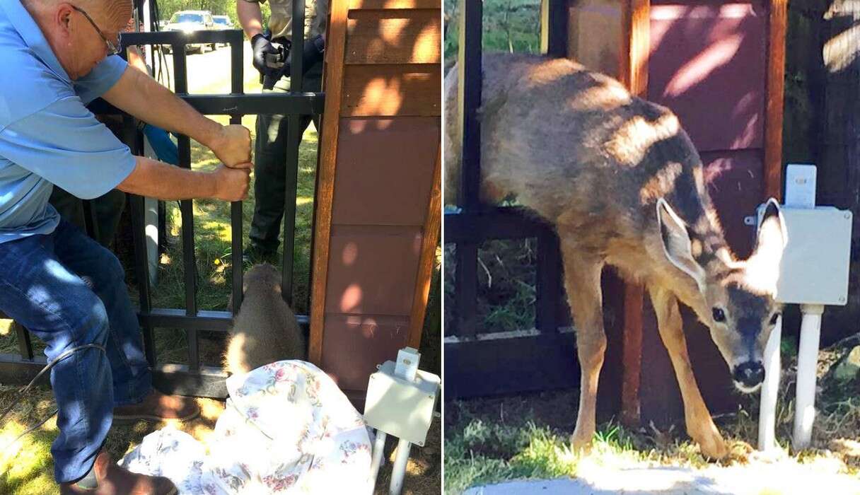People Rip Apart Their Fence To Save Baby Deer Who Got Stuck - The Dodo