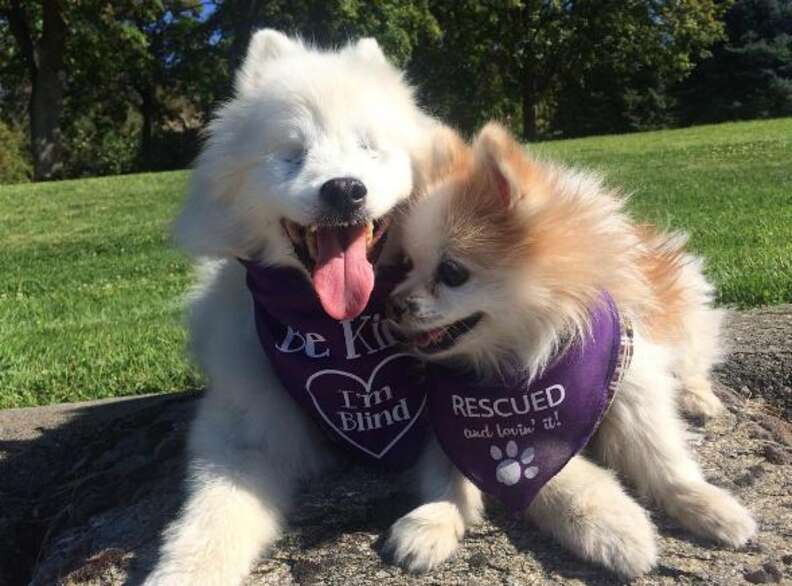 Blind Dog Knows Exactly Where To Go With The Help Of His Best Friend - The  Dodo