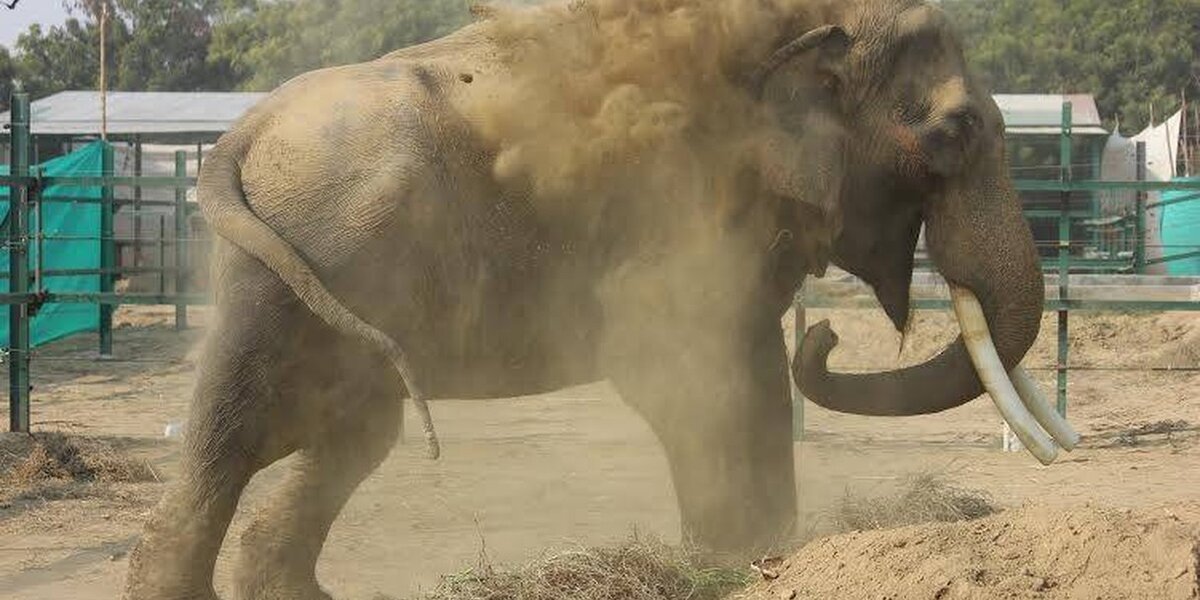Elephant Who Spent Decades In Dark Room Can't Stop Smiling Now - The Dodo