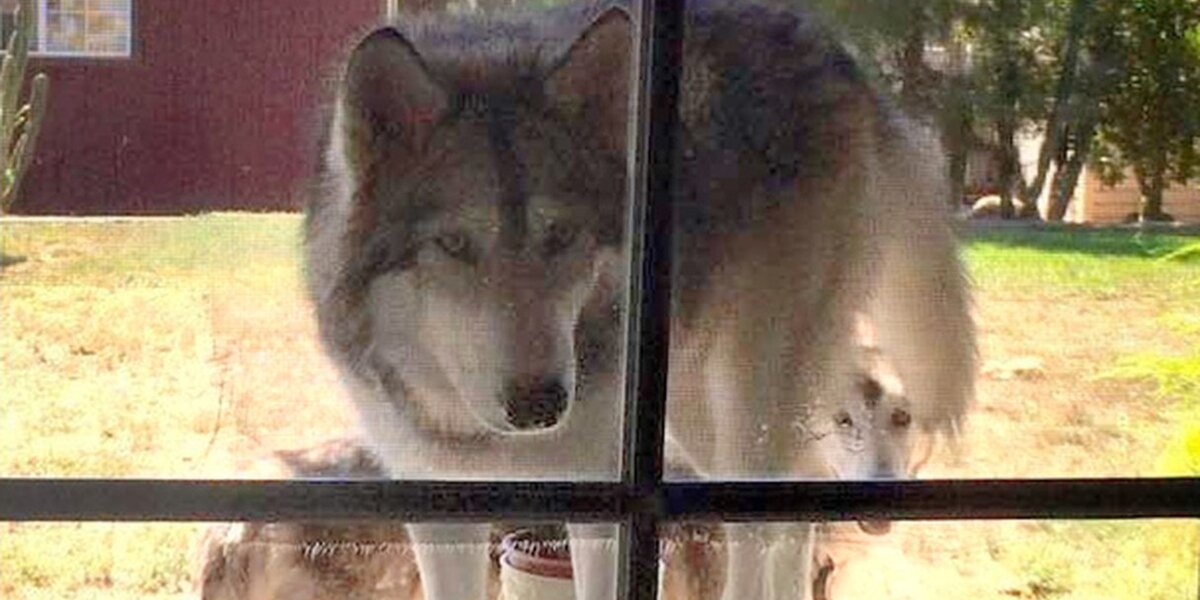 Wolf best sale dog craigslist