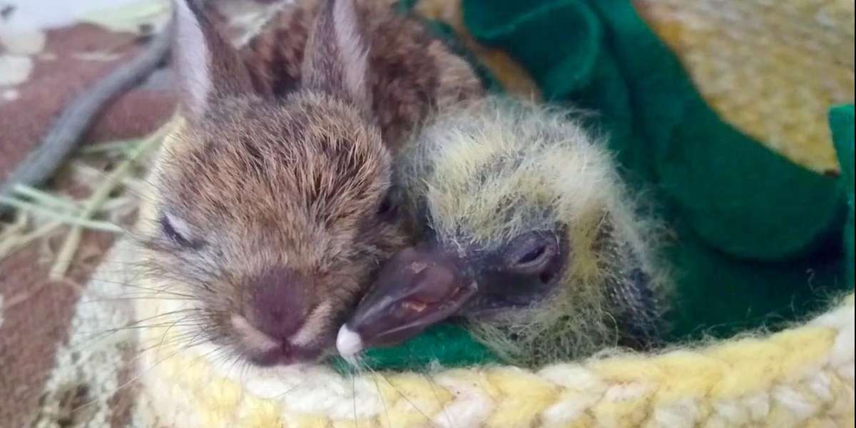 Baby Rabbit And Pigeon Tear Down Tiny Wall Just To Be Together - The Dodo