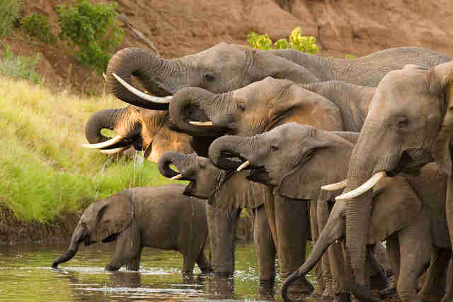 Elephants Are Probably Going To Go Extinct - The Dodo