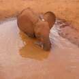 Baby Elephant Wanders Into A Puddle — Then Struggles To Get Out