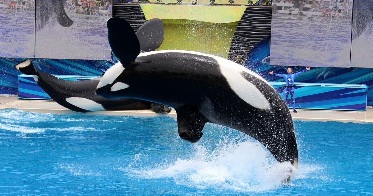 HUGE: First State Outlaws Orca Breeding And Performances - The Dodo