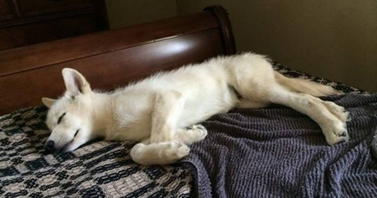 White store wolf puppy