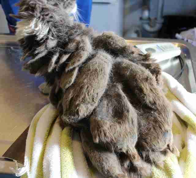 Cat Was So Matted She Didn't Even Look Like A Cat - The Dodo