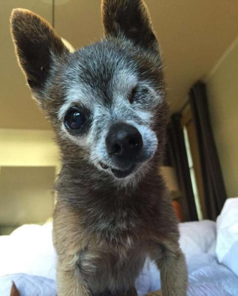 Senior chihuahua sale for adoption