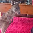 Baby Kangaroo Treated Like A 'Toy' Is Finally Safe