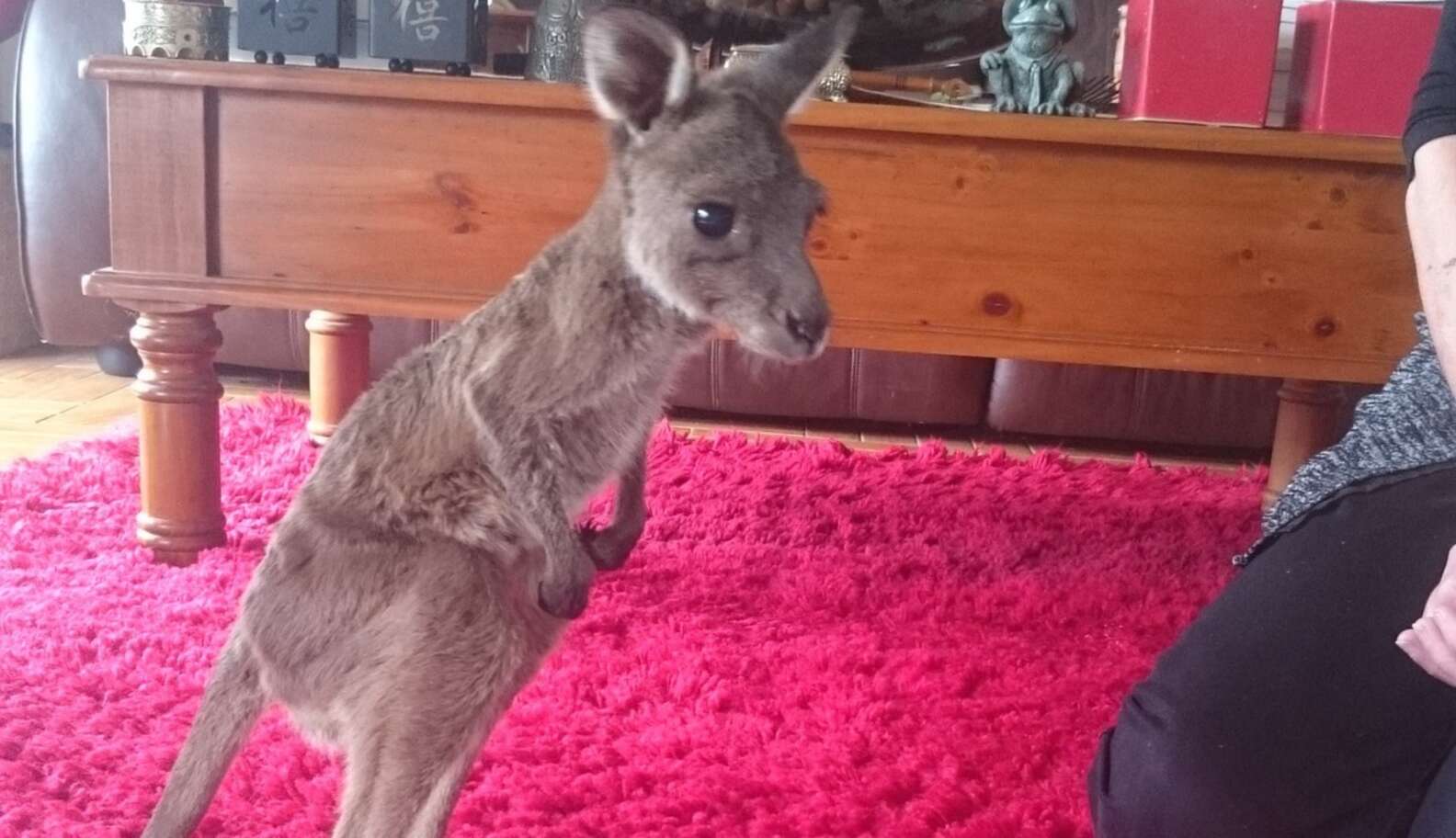 Baby Kangaroo Treated Like A 'Toy' Is Finally Safe - The Dodo