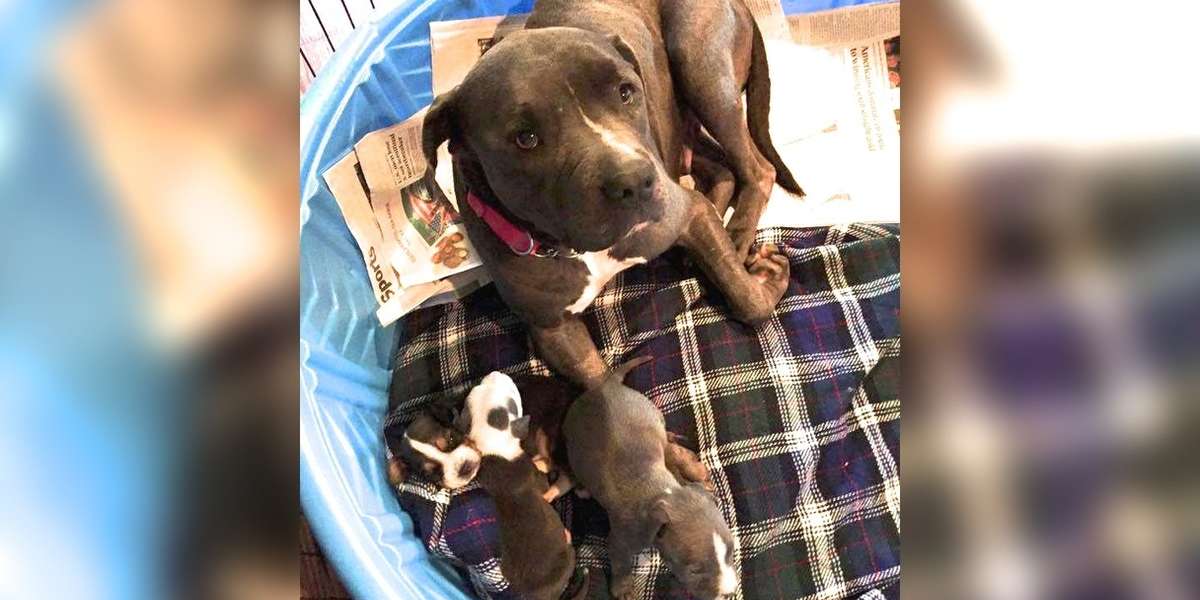 Pit Bull Who Lost Her Puppy Adopts An Orphaned Beagle - The Dodo