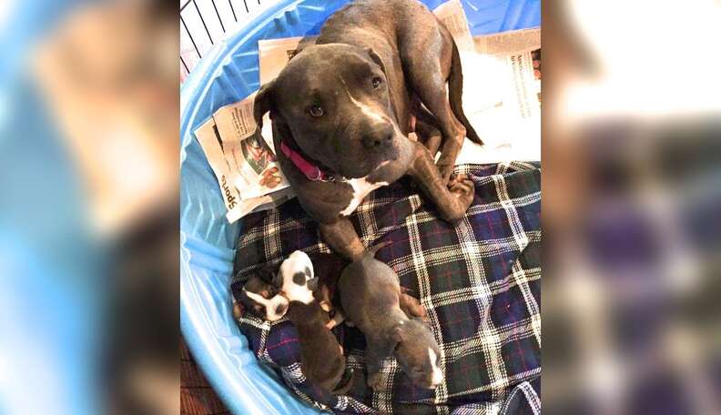 Pitbull beagle hot sale puppies