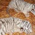 Tiger Brothers Rescued As Cubs Still Sleep Together Every Night