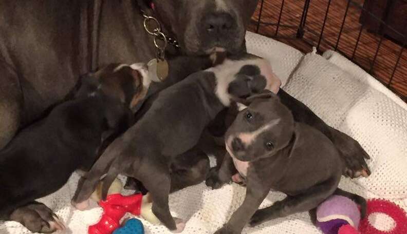 newborn blue nose pitbull puppies