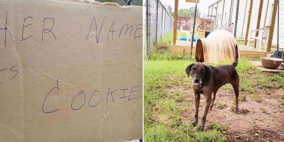 Dog Abandoned Outside Shelter With Nothing But A Cardboard Sign - The Dodo